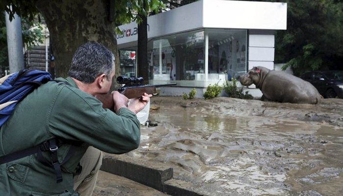 Georgia - Zoo Escaped Hippo Flood