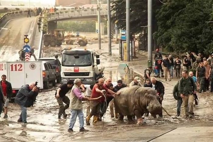 Georgia - Zoo Escaped Hippo Herding