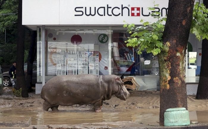 Georgia - Zoo Escaped Hippo In High Street