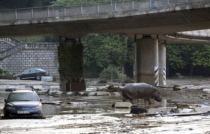 Georgia - Zoo Escaped Hippo Roaming Streets 2