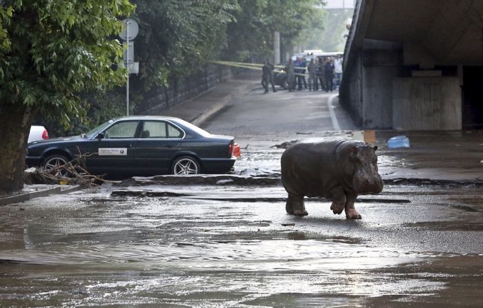 Georgia - Zoo Escaped Hippo Roaming Streets