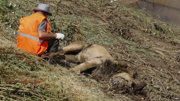 Georgia - Zoo Escaped Lion - Dead