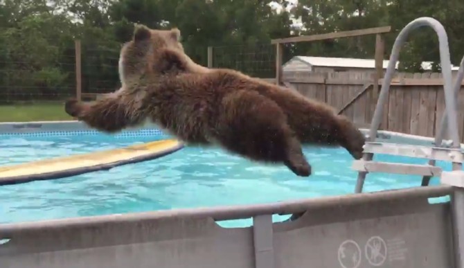 Grizzly Bear Belly Flopping Into Pool