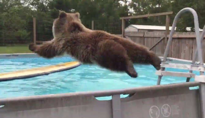 Grizzly Bear Belly Flopping Into Pool