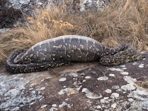 Porcupine Python 1