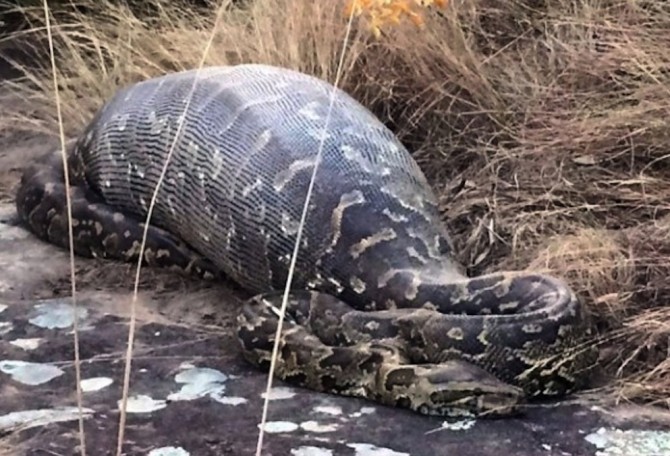 Python Eats Porcupine