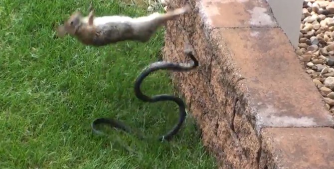 Rabbit Beats Up Snake