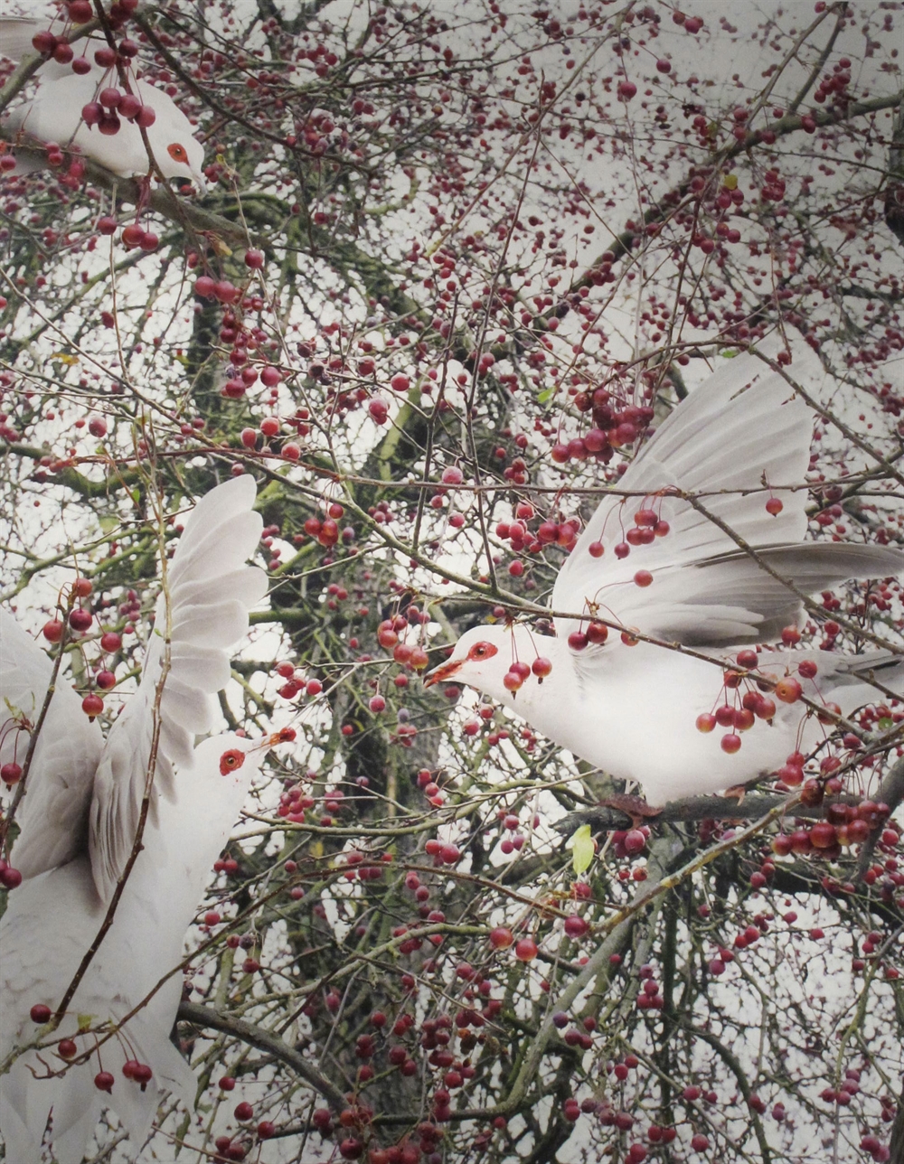 Simen Johan - Doves