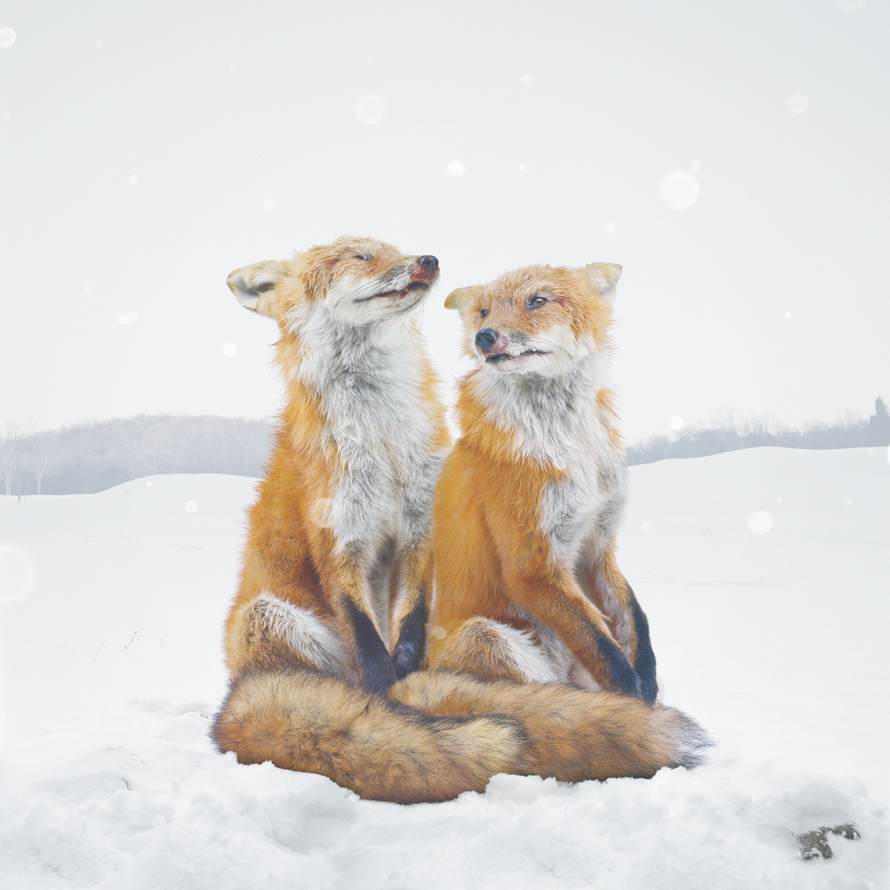 Simen Johan - Foxes