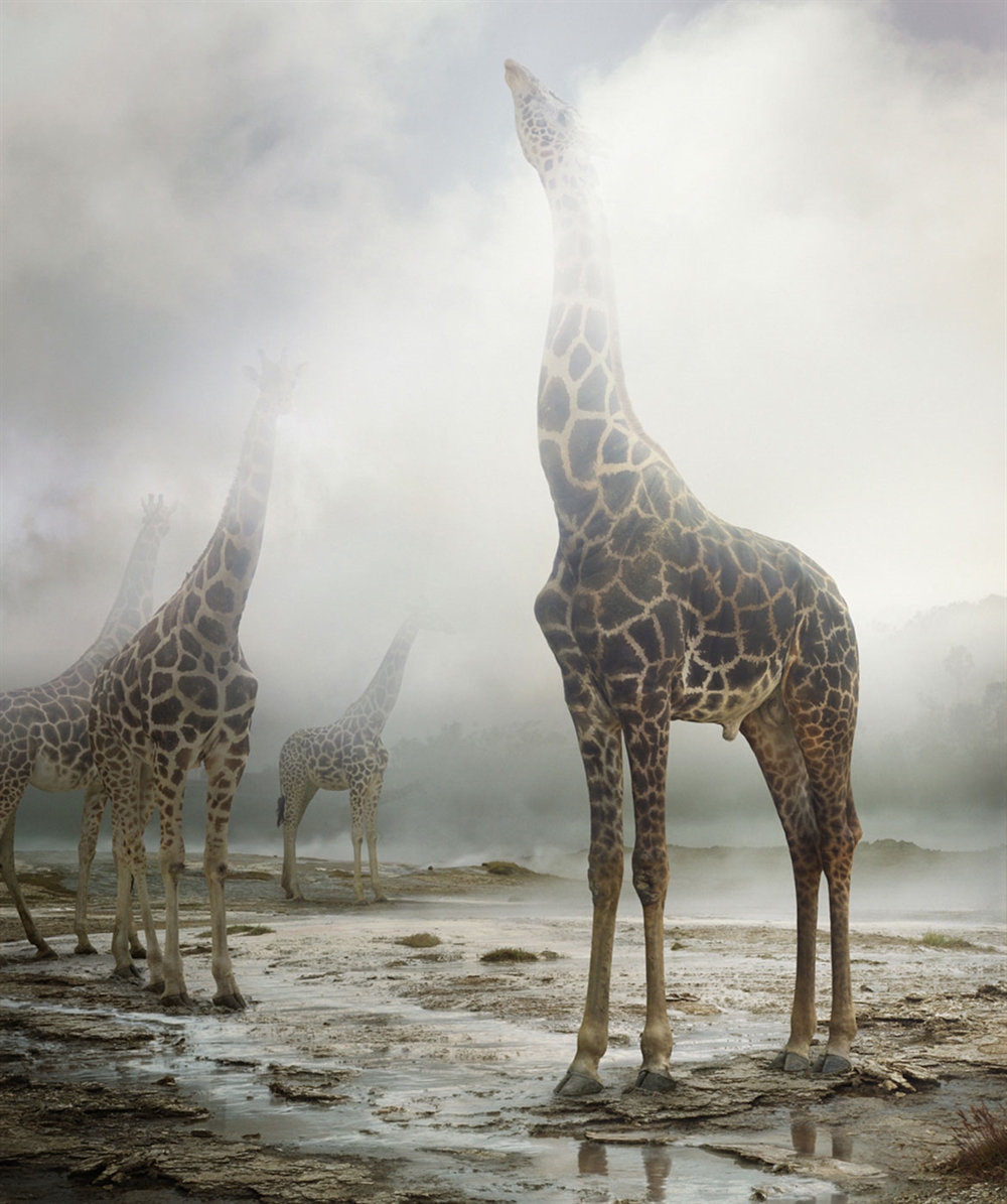 Simen Johan - Giraffe 2