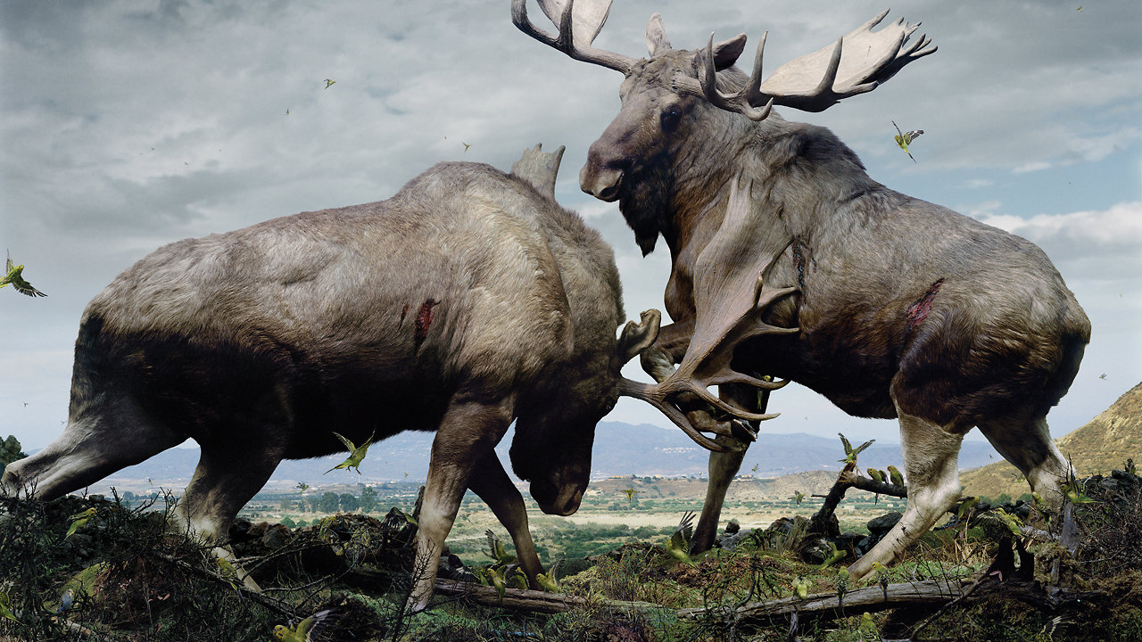 Simen Johan - Stags