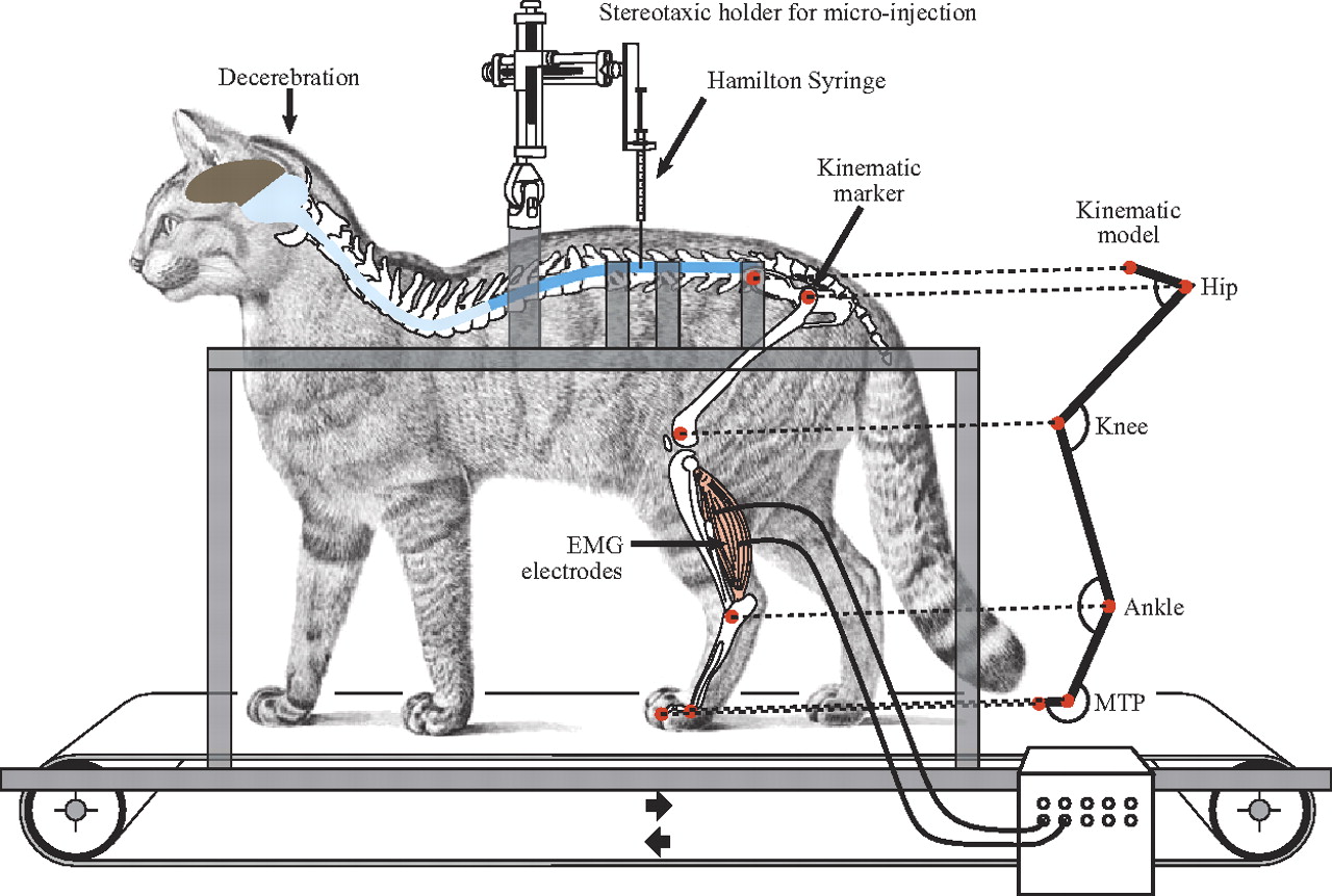 Weird Animal Experiments - Decerebrate Cat