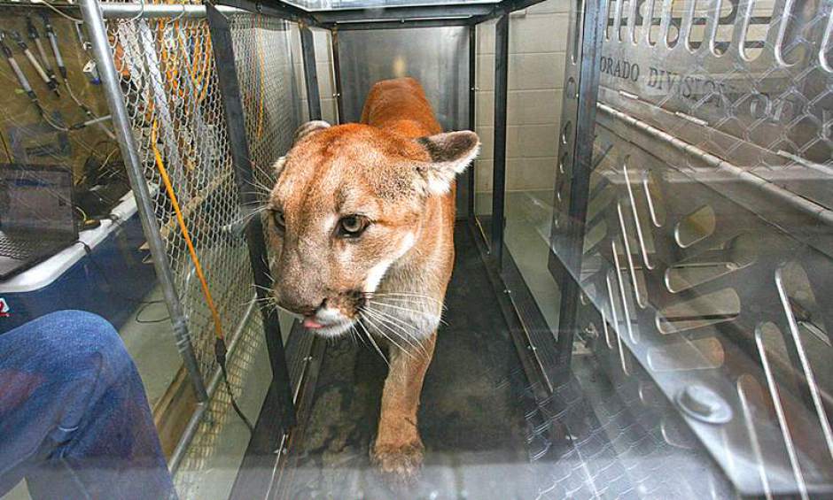 Weird Animal Experiments - Mountain Lions On Treadmills