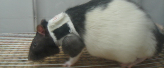 Weird Animal Experiments - Rat Jacket