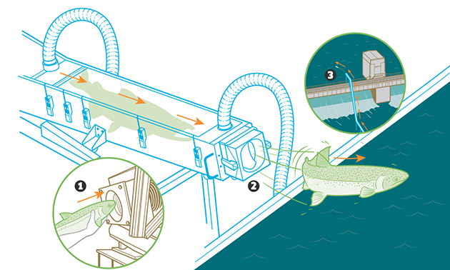 Weird Animal Experiments - Salmon Cannon Diagram