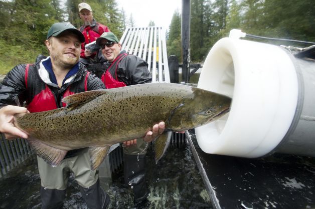 Weird Animal Experiments - Salmon Cannon