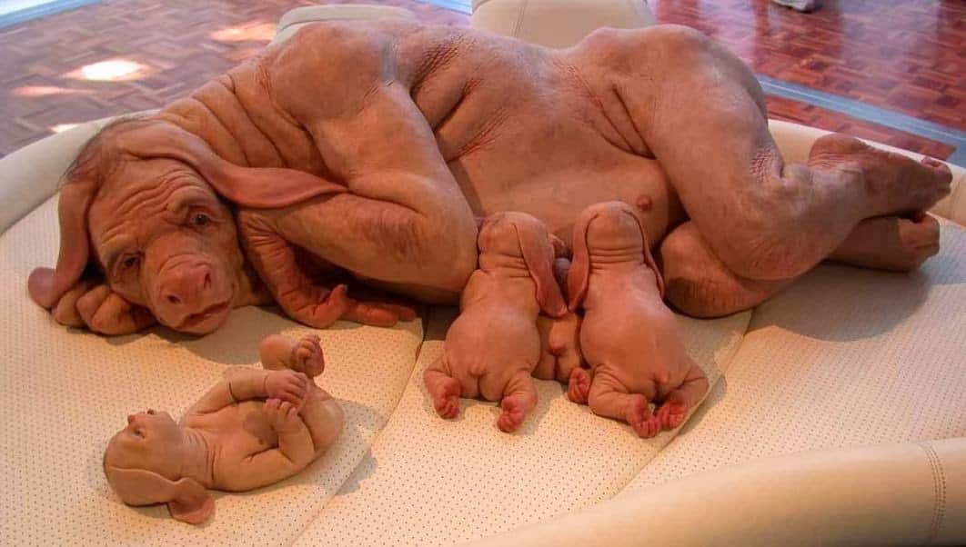9 Strange, Shocking & Incredible Experiments Conducted On Animals