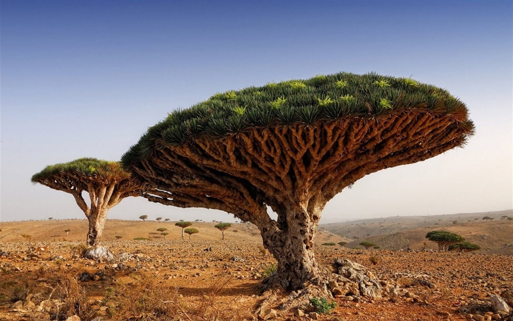 Alien Places On Earth - Socotra Yemen 2