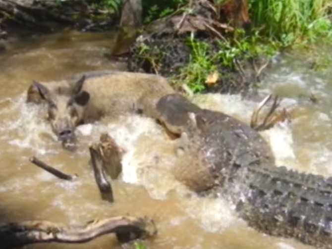 Alligator Eats Wild Pig