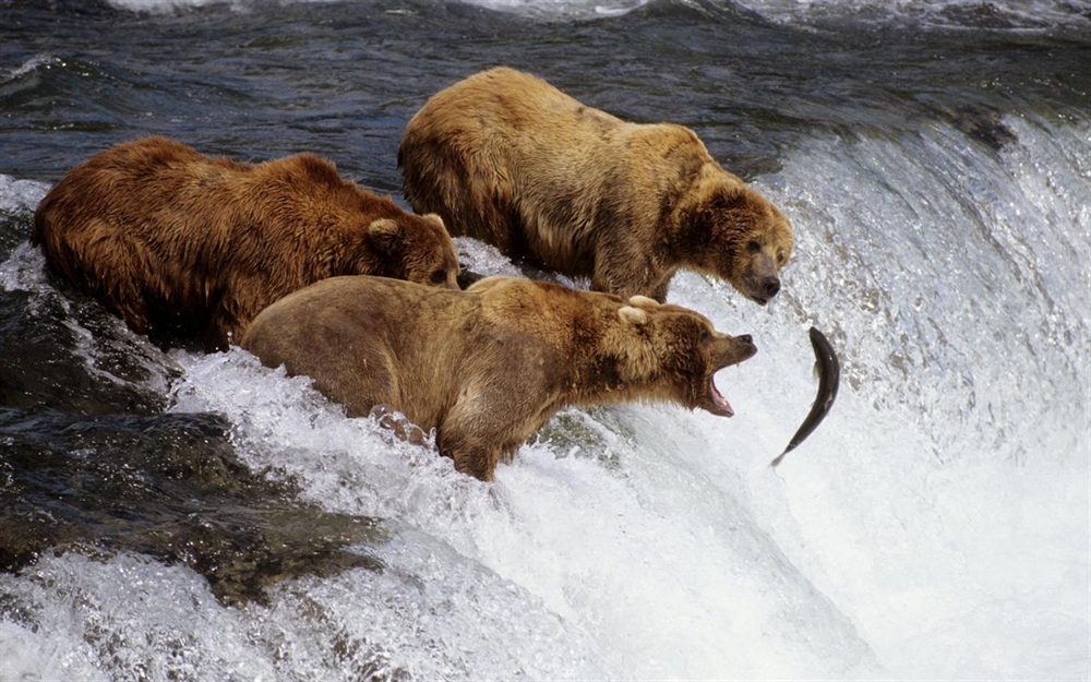 Animals Hunting - Bear Vs Salmon