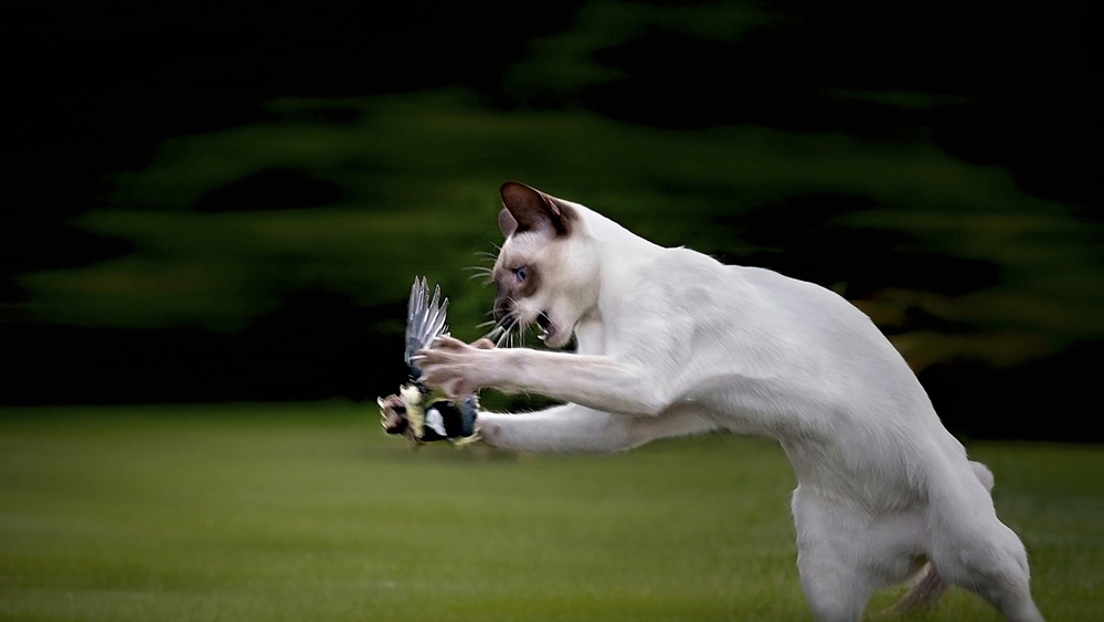 Animals Hunting - Cat Vs Bird