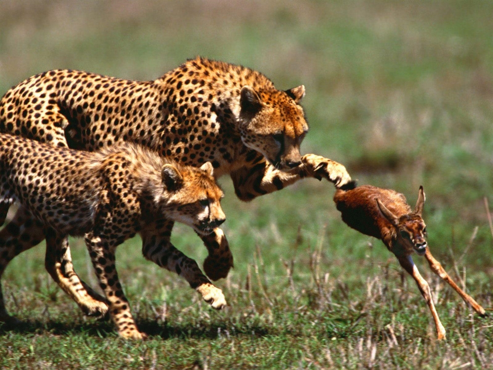 Animals Hunting - Cheetah