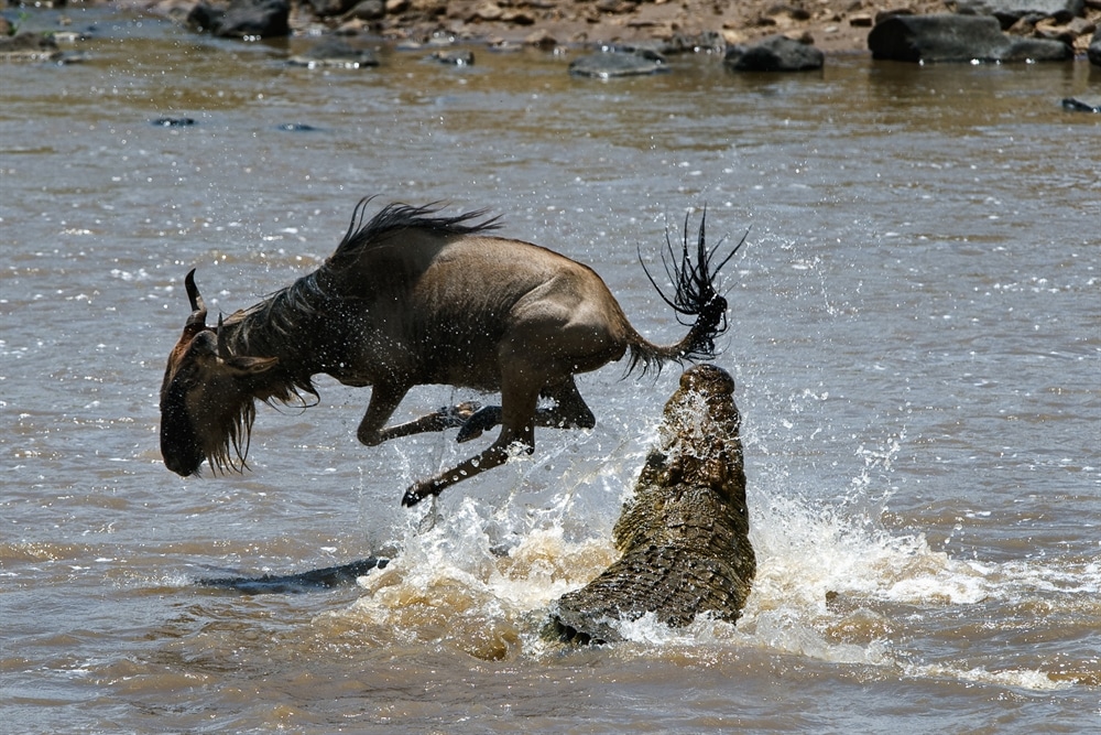 Animals Hunting - Crocodile