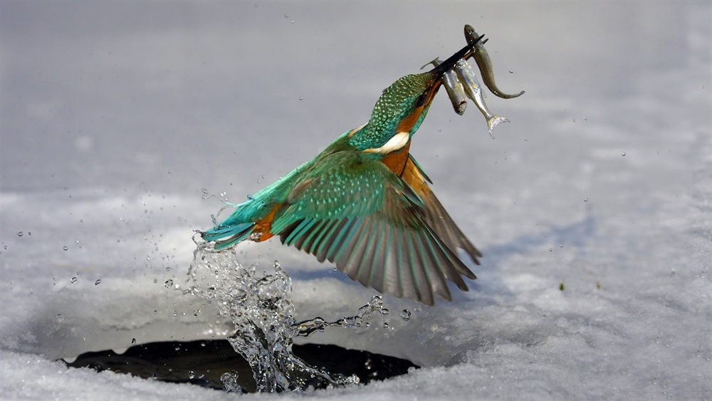 Animals Hunting - Kingfisher