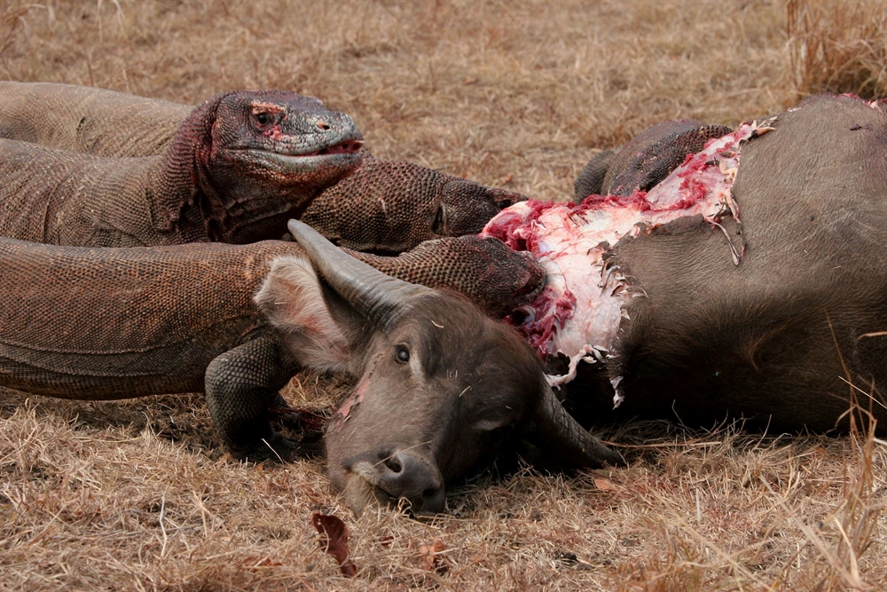 Animals Hunting - Komodo Dragon