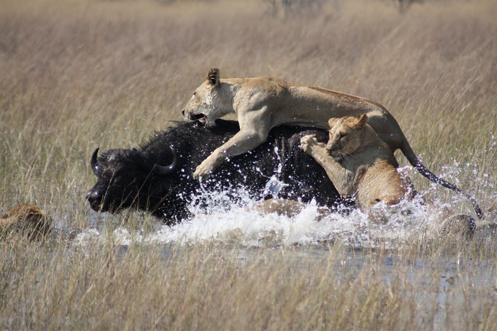 Animals Hunting - Lion Vs Buffalo