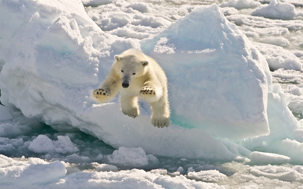 Animals Hunting - Polar Bear