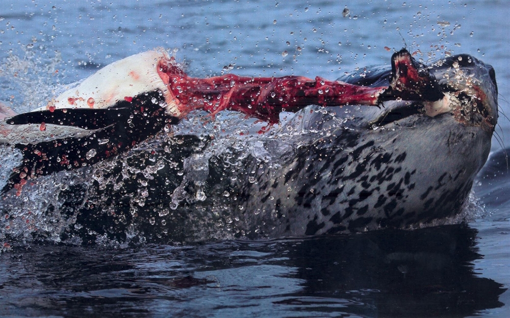 Animals Hunting - Seal Vs Penguin
