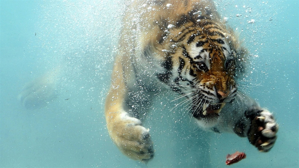 Animals Hunting - Water Tiger