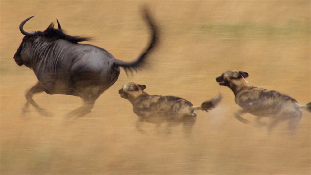 Animals Hunting - Wild Dogs