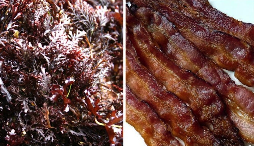 There’s Apparently A Seaweed That Tastes Like Bacon And Is Better For You Than Kale