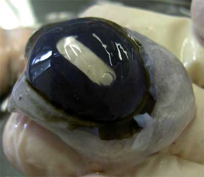 Cow Eyeball