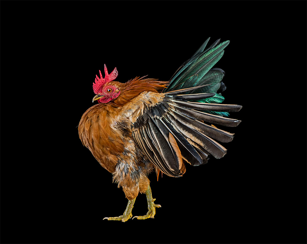 Ernest Goh - Chicken Pageant 2