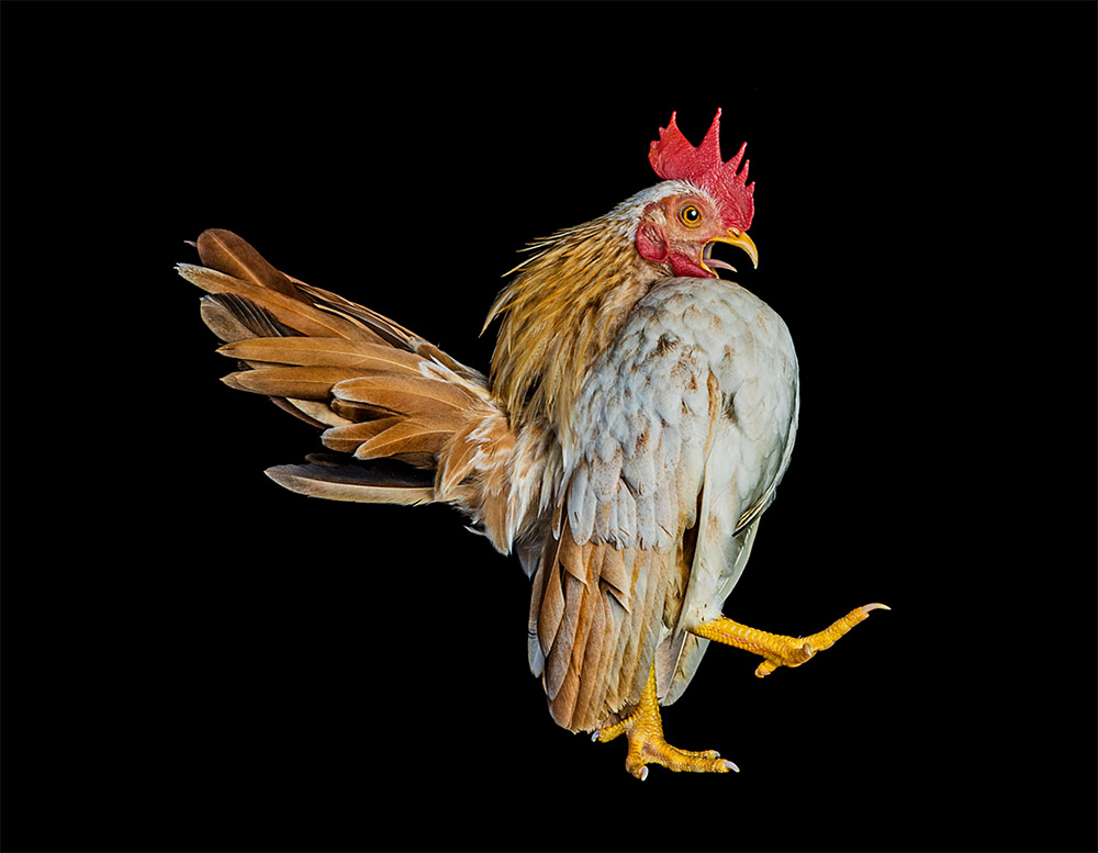 Ernest Goh - Chicken Pageant 5