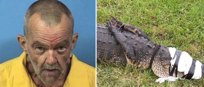 Florida Man Sex Alligaotr