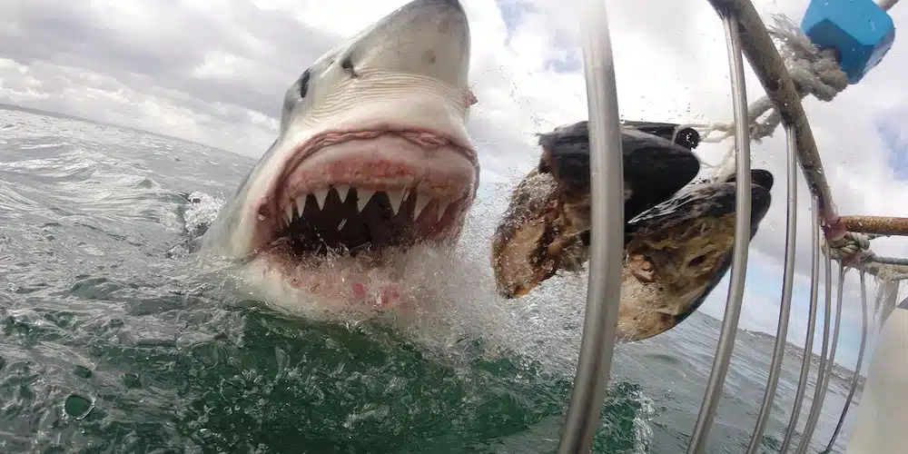 Great White