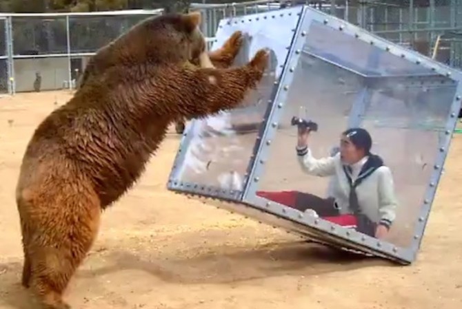 Japanese Game Show Bear Attacks Woman Glass Box