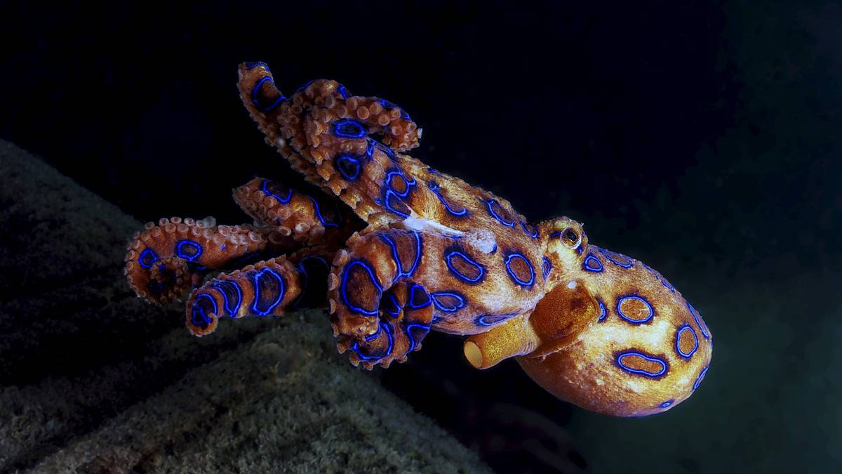 Most Poisonous Animals - Blue-Ringed Octopus 2