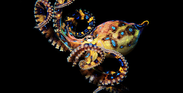 Most Poisonous Animals - Blue-Ringed Octopus