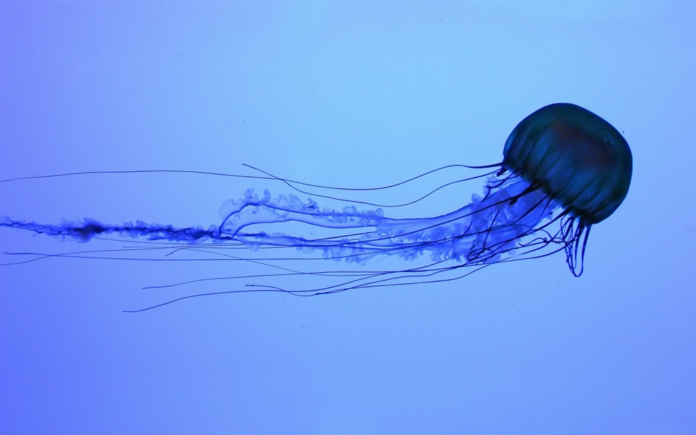Most Poisonous Animals - Box Jellyfish Large