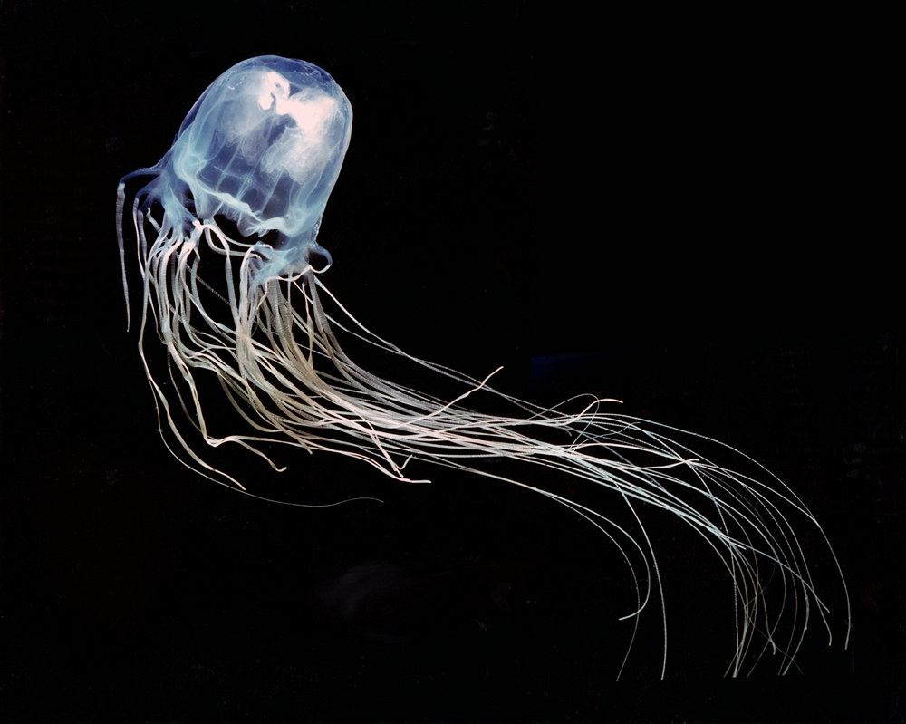 Most Poisonous Animals - Box Jellyfish