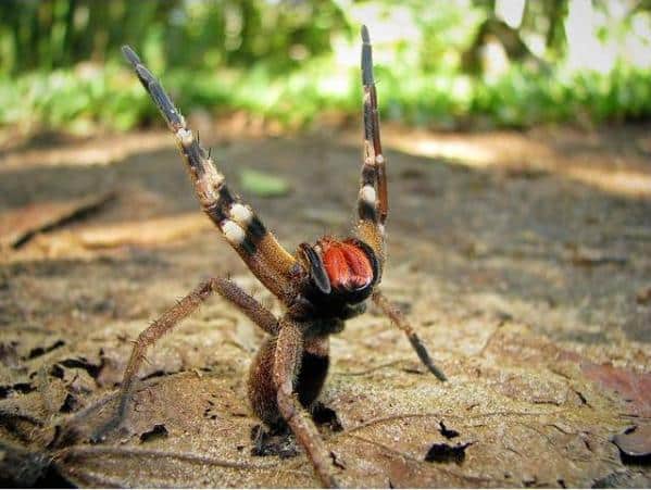 Most Poisonous Animals - Brazilian Wandering Spider Display