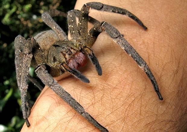 Most Poisonous Animals - Brazilian Wandering Spider