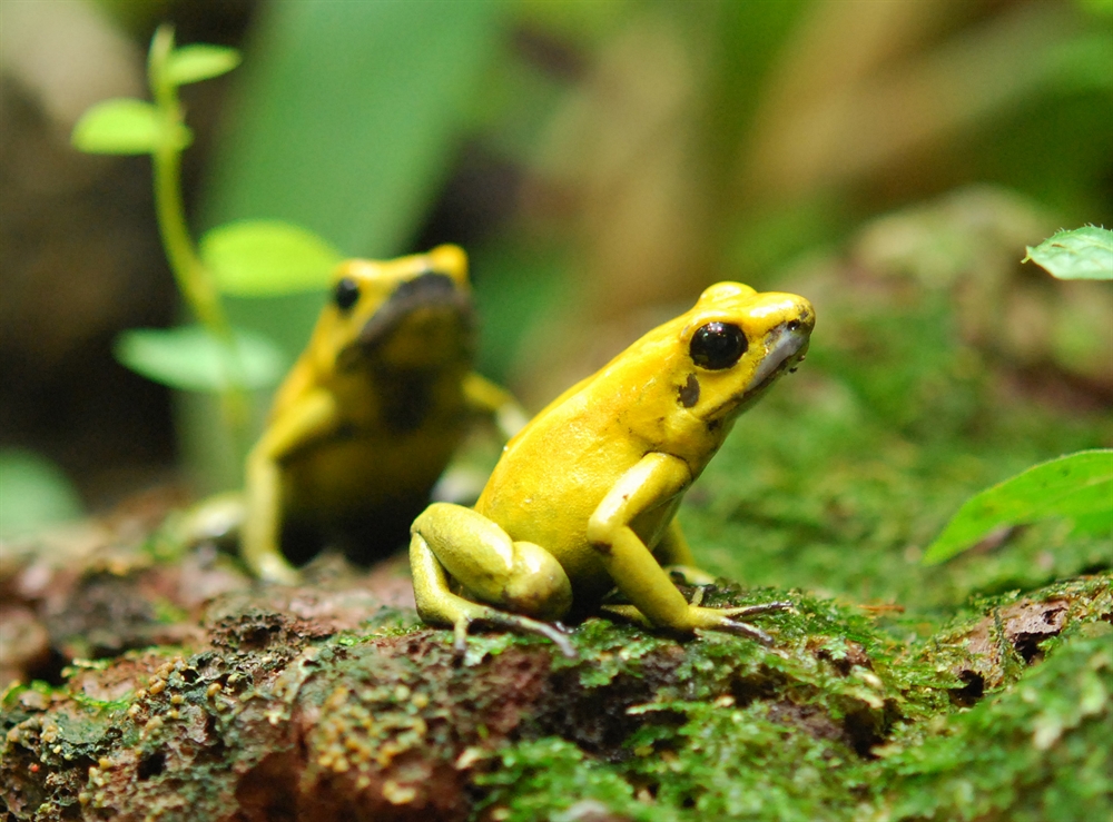 Most Poisonous Animals - Dart Frog Phyllobates terribilis