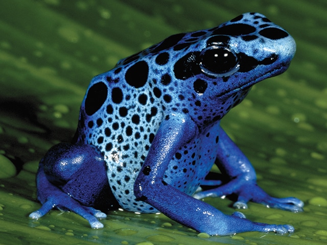 Most Poisonous Animals - Dart Frog