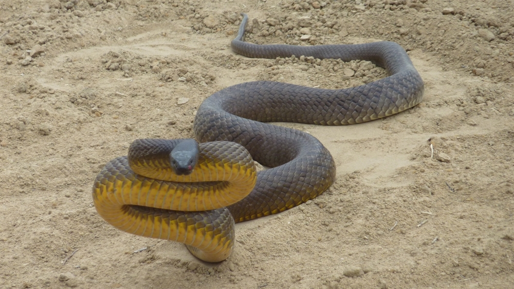 Most Poisonous Animals - Inland Taipan